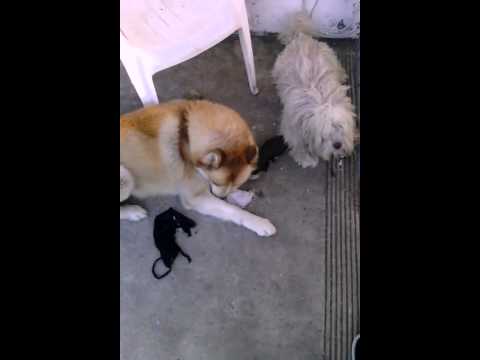 Nicky and Rocky fighting 2