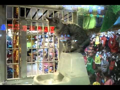 lovely pets