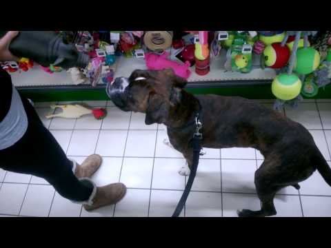 Zuka at toy store sunday night