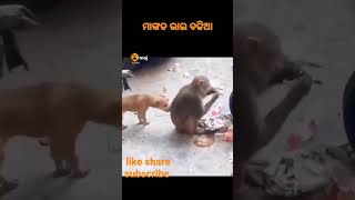 mankada comedy