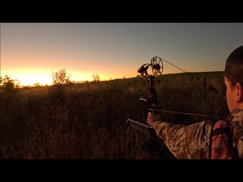Bow hunting pigs off the crops. ( bow hunting nsw Australia)