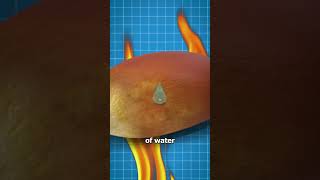 Why Some Popcorn Kernels Don't Pop 🧐