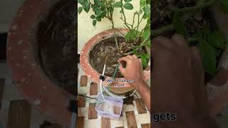 Automatic irrigation system using Arduino board #hobbyproject #arduinoproject #automaticirigation