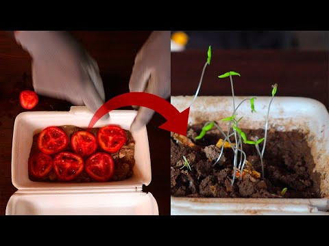 Como GERMINAR TOMATES rápido en casa a partir de tomates comprados en la tienda.