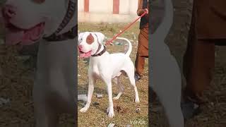 Pointer Dog English
