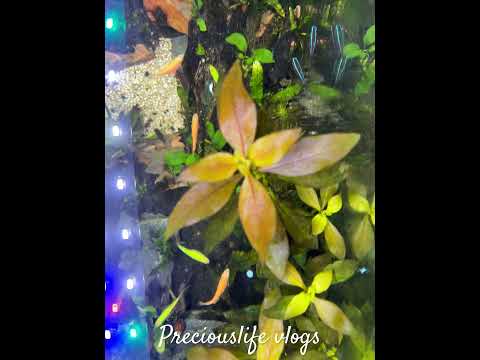 Top view of my tank #aquascapegallery #fishtank #aquarium #aquariumfish #aquascaping