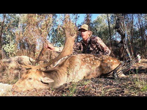 The fallow rut has started!! ( bowhunting Australia)