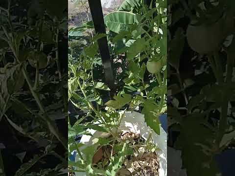 Tomato Love 🍅🍅🍅