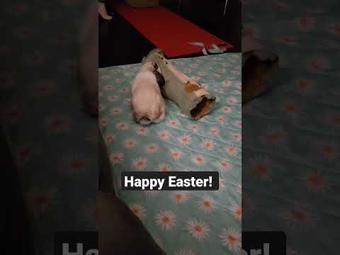 Happy Easter Bunny