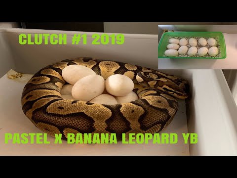 Clutch #1 2019 Pastel x Banana Leopard YB