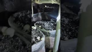 Cleaning and preparation for 3rd Flush || #Shorts || Mushroom Farming || Rural Story
