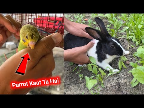Parrots Kaat Ta Hai 🦜Or Rabbits Ka New Ghar 😍