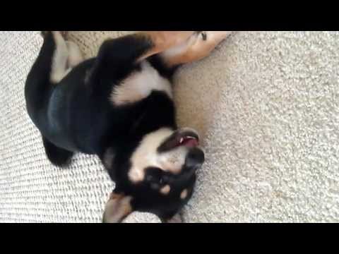 Kiba playing with his treat shiba inu puppy 4 mont