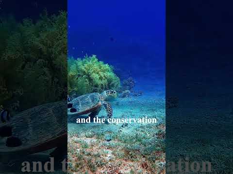 Chemistry of deep ocean
