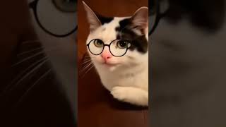 Smart cat #ai #luma #aimeme #meme #viral #fyp #cat