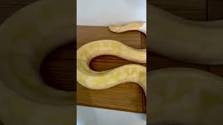 Beautiful and ready to breed pastel lavender albino pied #ballpython #ballpythonbreeder #snake