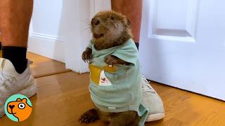 Rescued Beaver Dances To Get Her Mom’s Attention | Cuddle Buddies