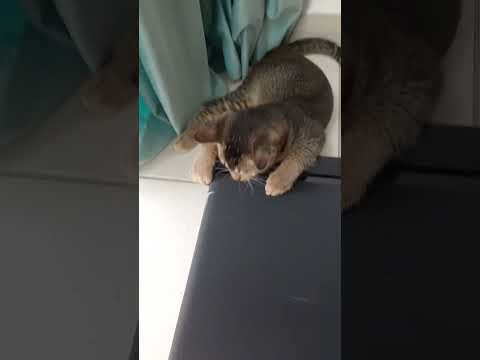 #cat #кот #котики #прикол #смешновидео