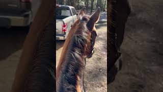 Come with me for a fitness ride at River Rise! 🩵 #hackingout #quarterhorse #endurancehorse