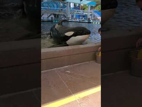 Killer Whale Orca encounter