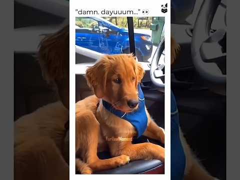 Dogs With Main Character Energy 💁‍♂️🐶