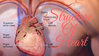 STRUCTURE OF HEART