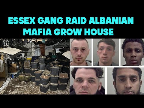 Essex Gang’s Deadly Cannabis Heist: Albanian Mafia Revenge Unleashed! - True Crime