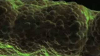 Code For Life: The Human Genome