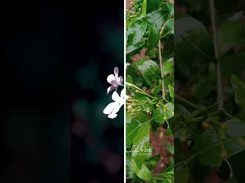 Creative photo editing Before after Lightroom edit #shorts #mobileediting #editography