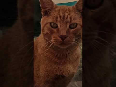 Edit de mi gato