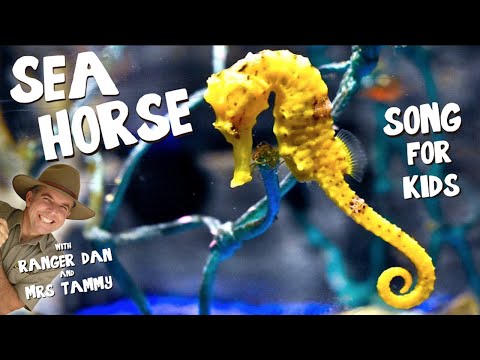 SEAHORSE SONG FOR KIDS | Under the Sea Songs | Animal Songs | Kids Songs | Creation Connection