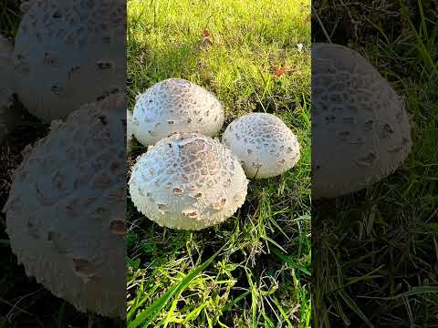 Abundance #music #mushrooms #guitars #kids #bears tooth #fnaf #fnafedit
