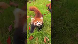 WOW!!! adorable red panda🍼🍼🍼 #amsr #foryou #ailurusfulgens #redpanda #fpy #zoo #cute