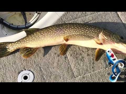 LARGE PIKE FISHING ON SPARROW LAKE, ONTARIO,  2017