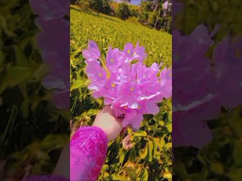 ফুল 🌹 #shorts #shortvideo #comedy #love #reels #tiktok #arifmahiraofficial