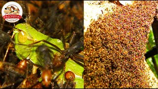 【閲覧注意】圧倒的な怪力と毒！無数のグンタイアリが次々と獲物を蹂躙していく様子を徹底解説！驚くほど統率された最恐組織とは【どうぶつ奇想天外／WAKUWAKU】