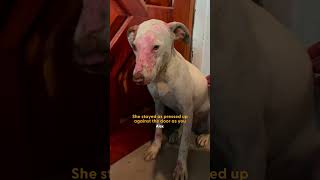 Couple Rescues Intentionally Burned Dog And Earns Her Trust | The Dodo