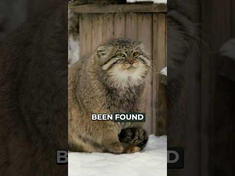 This Grumpy Cat was found on the slopes of Mount Everest! (Good News)