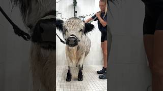 My Dirty Cow’s Bath Routine 🫧
