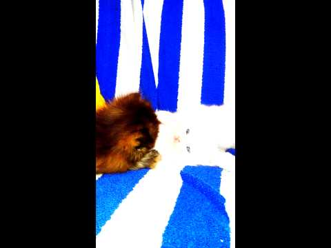 VIDEO0707