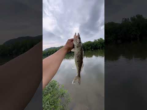 First time catching walleye!!! Didnt put up a fight sadly!