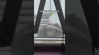 i feel maternal towards it #relatable #relatablecontent #memes #frog #snow