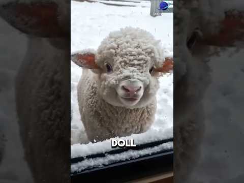 Why Everyone Wants These Mini Sheep in the USA 🇺🇸