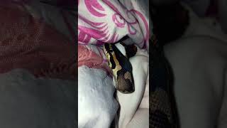 🤍🐍#snake #viralvideo #foryou #reptiles #animals #fypシ#piedballpython #ballpython
