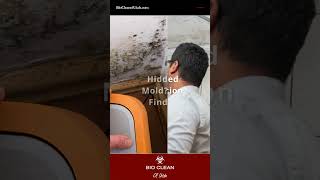 Unseen Invaders: How We Ensure Complete Mold Removal