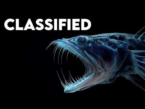 The Alien World That Covers Our Planet