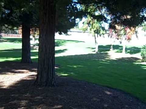 Walk throughthe trees
