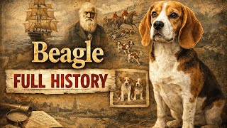 Beagle - Full History