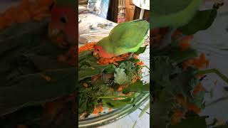 Breakfast for Mango #lovebird #lovebirdmania #lovebirdlovers #birds #parrot