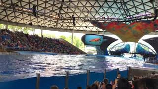 Orca whale show 4